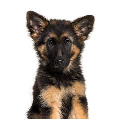 German Shepherd, 3 months old, in front of white background