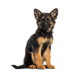 German Shepherd, 3 months old, in front of white background