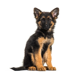 German Shepherd, 3 months old, in front of white background