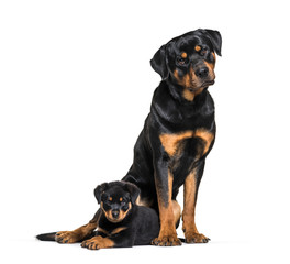 Rottweiler, 18 months old and 3 months old, in front of white ba