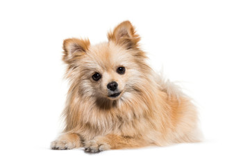Spitz, 1 year old, in front of white background