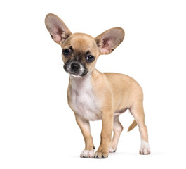 Mixed-breed dog, 3 months old, in front of white background