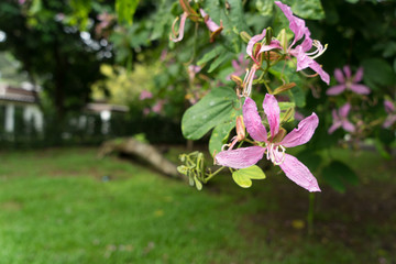The pink flowers at beautiful of thailand.