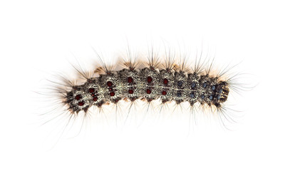 Overhead view of the Caterpillar of a Lymantria dispar, the gyps