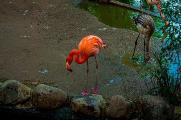 flamingos at the zoo
