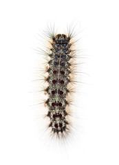 Overhead view of the Caterpillar of a Lymantria dispar, the gyps