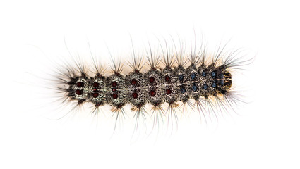 Overhead view of the Caterpillar of a Lymantria dispar, the gyps