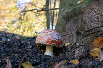 Amanita Muscaria