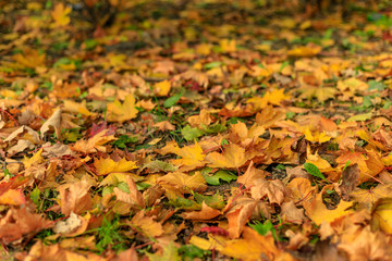 Colorful fall leaves of maple on the ground.  Close-up of yellow foliage in warm sunlight. Autumn forest on a sunny day. Tilt-shift effect. Soft focus photography.
