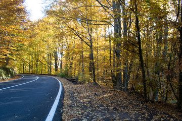 Obraz premium Autumn in Forest