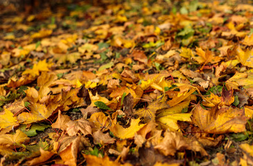 Yellow leaves fallen on the grass. Close-up of colorful foliage in warm sunlight. Autumn forest on a sunny day. Soft focus photography.