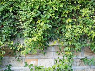 old wall with green ivy background
