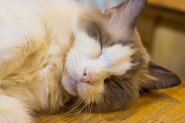 The white and brown cat sleeping and relaxes and dreams on the wooden table