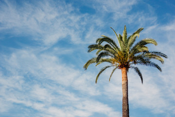 Obraz premium Low angle view of single coconut palm against blue sky with white clouds
