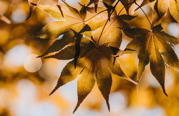 maple leaf red autumn sunset tree blurred background