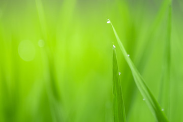 View of Young rice sprout ready to growing in the rice field after the rain. water drop on the leaf