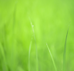 View of Young rice sprout ready to growing in the rice field after the rain. water drop on the leaf