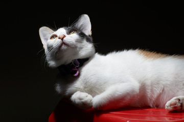 Obraz premium A kitten who has yellow eyes is staring at something