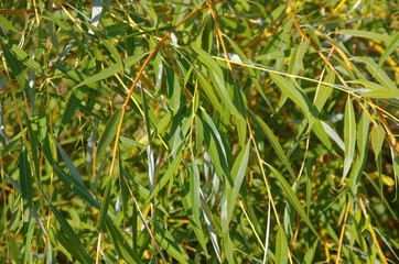 Foliage of basket willow  close-up.