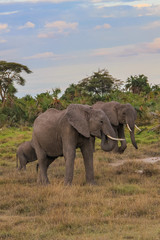 Fototapeta na wymiar African elephant on the masai mara kenya