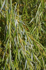 Foliage of basket willow  close-up.