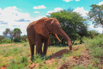 Obraz na płótnie Canvas African elephant on the masai mara kenya