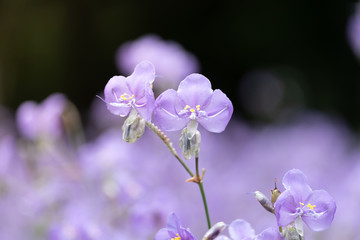 Fototapeta na wymiar Close-up of Beautiful Pastel Purple Murdannia Flower in the Flower Field in Prachinburi, Thailand