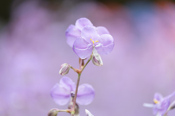 Close-up of Beautiful Pastel Purple Murdannia Flower in the Flower Field in Prachinburi, Thailand