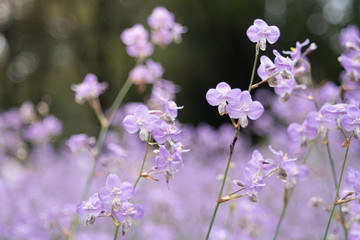 Close-up of Beautiful Pastel Purple Murdannia Flower in the Flower Field in Prachinburi, Thailand