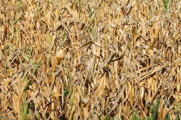 Vertrocknete Braune Rasenfläche, Dürre