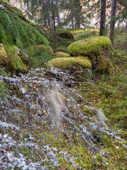 Moss on the branches of trees in the Forest of Karelia 