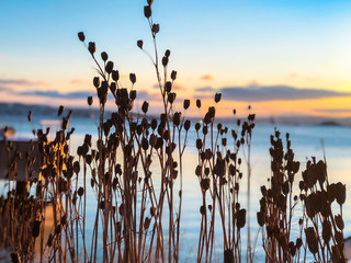 Sunset over the lake, overgrown with sedges. Evening landscape. Dry flowers on a sunset background. Norway, Oslo