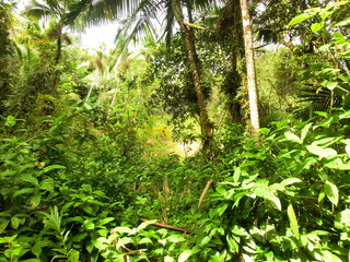 Puerto Rico Rainforest
