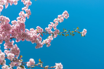 Pink Cherry Tree in Bloom in Park in Spring. Cherry blossom, sakura flowers, pink flowers. Blue sky