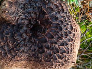 texture of the mushroom cap in the Forest of Karelia
