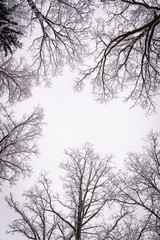 Tree crowns in winter leafless in misty forest