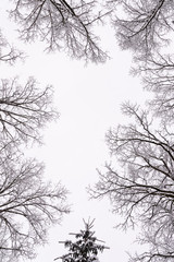 Tree crowns in winter leafless in misty forest