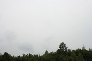 Fototapeta na wymiar The foggy sky and the trees below it