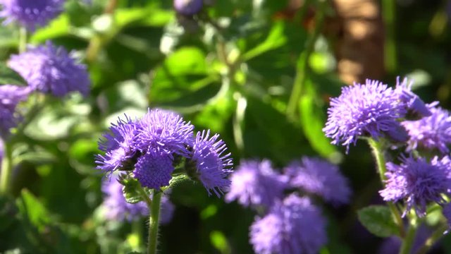 Close-up of striped and flowered fly Eupeodes corollae with wings collects pollen and nectar on the autumn purple flower Ageratum houstonianum in the foothills of the North Caucasus