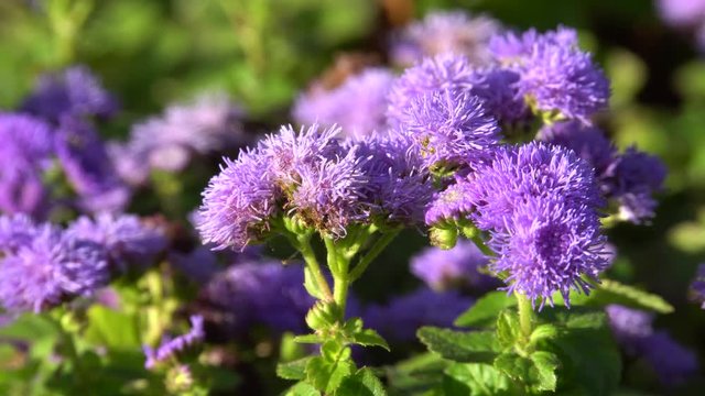 Macro hoverfly Eupeodes corollae collecting pollen on the fluffy purple flower Ageratum houstonianum in the foothills of the North Caucasus