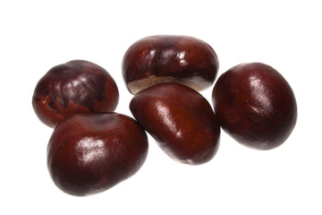 chestnut isolated on white background
