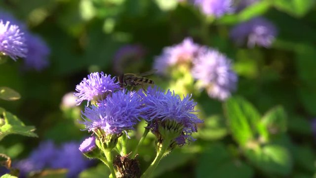 Macro of a floral and striped fly Eupeodes corollae on an autumn purple flower Ageratum houstonianum in the foothills of the North Caucasus
