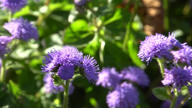Slow motion hoverfly Eupeodes corollae collects pollen and nectar on an autumn purple flower Ageratum houstonianum in the foothills of the North Caucasus