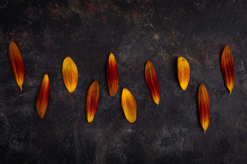 Orange petals on grunge