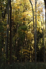 Gorgeous autumn landscape panorama of a scenic forest with lots of warm sunshine