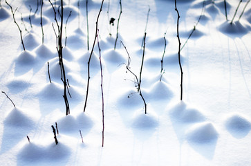 branches growing through snow with beautiful abstract shadows