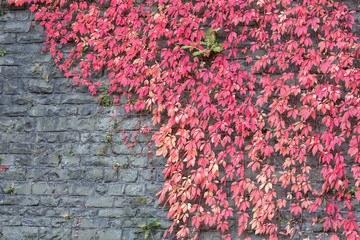 Colorful Red and Yellow Autumn, Fall Ivy Creeper on a Wall. Parthenocissus tricuspidata veitchii in autumn on an old grunge wall of the Frydlant Castle, Czech Republic.