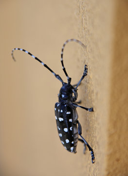 カミキリムシ Stock 写真 Adobe Stock