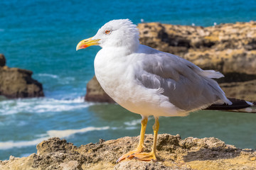  mouette sur falaise à Biarritz 
