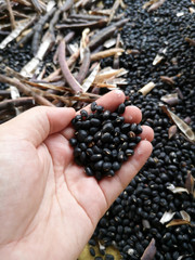 Hold black bean